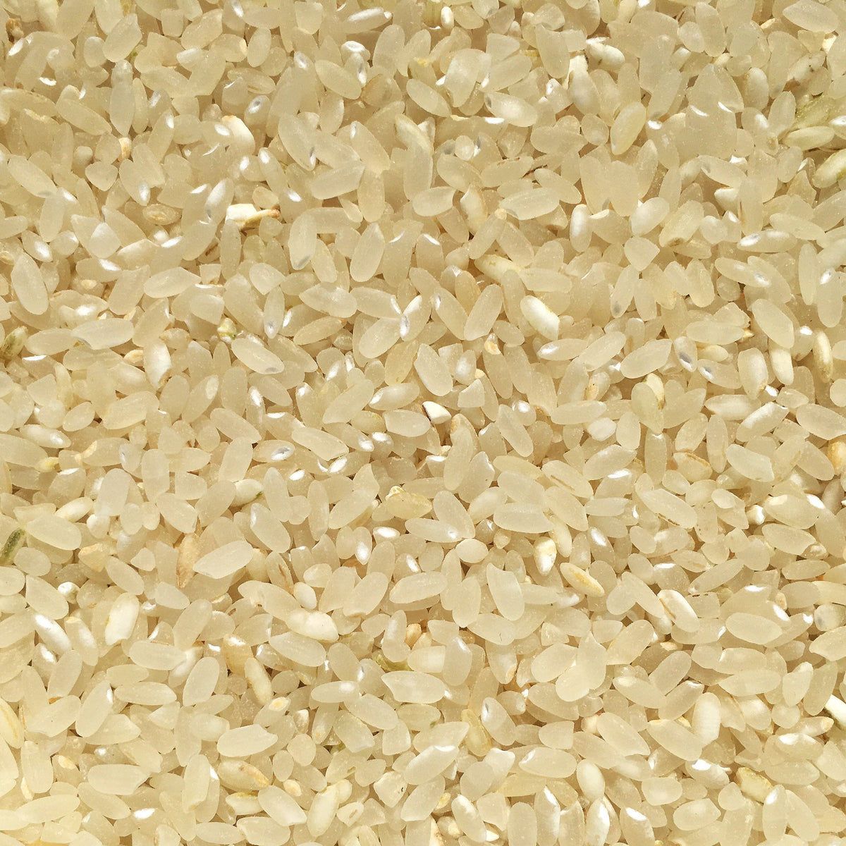Chico Rice blonde rice close up