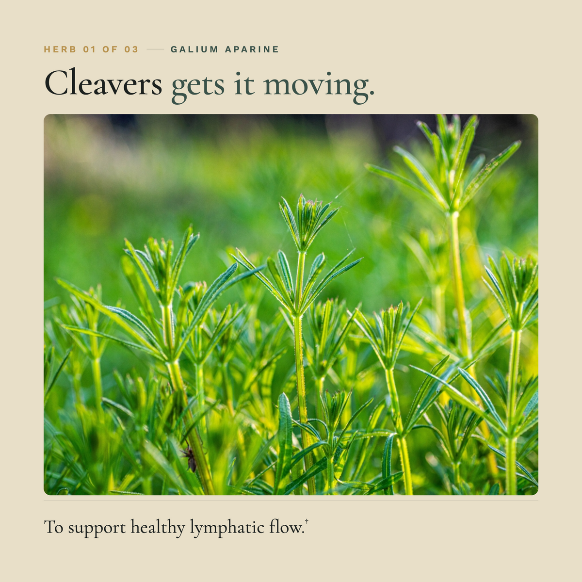 Zuma Nutrition Lymph Clear Tonic cleavers