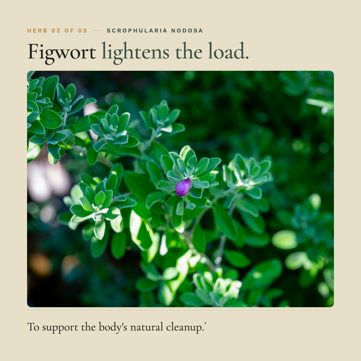 Zuma Nutrition Lymph Clear Tonic figwort
