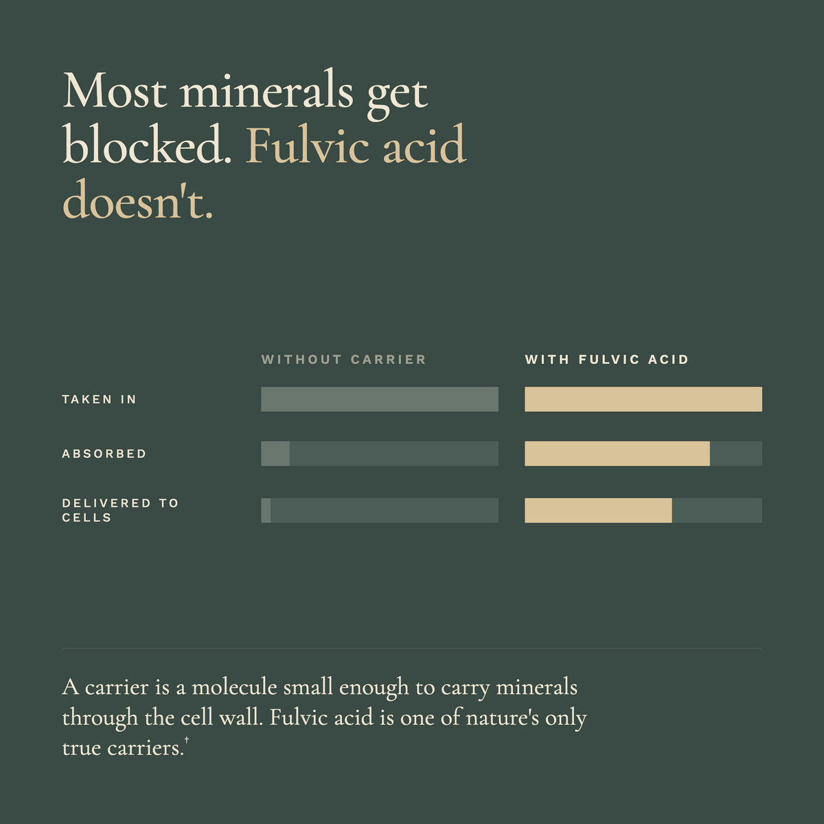 Zuma Nutrition Fulvic Acid & Trace Ocean Minerals