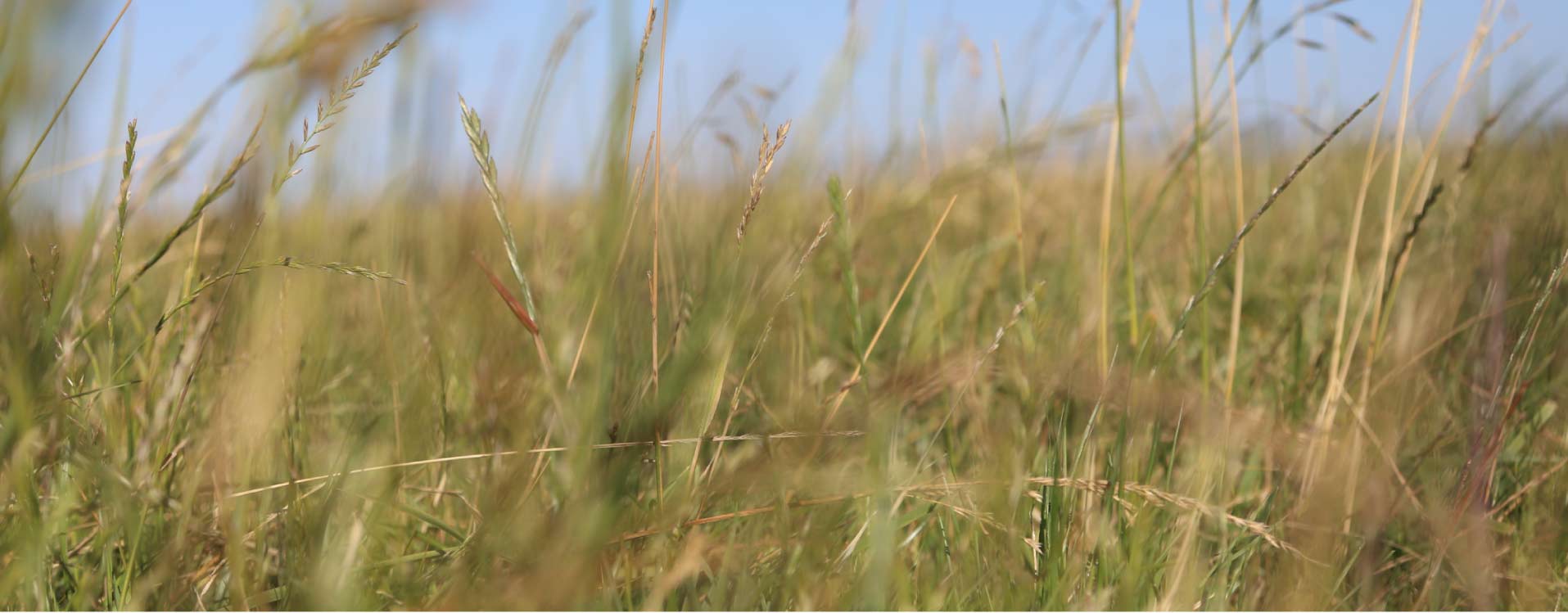 Golden grasses in a California pasture